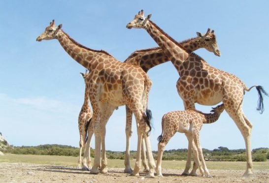 reserve africaine de sigean