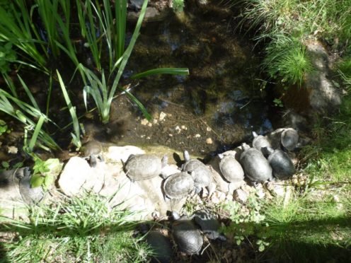 village des tortues