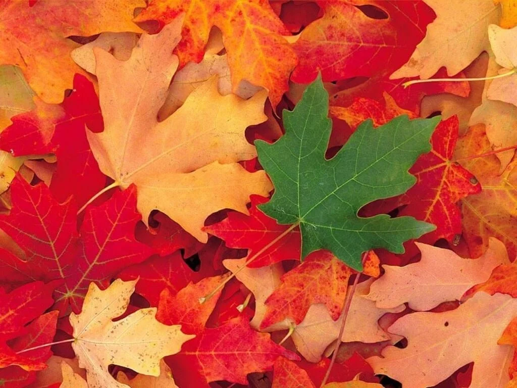 Votre programme du mois de novembre à Cannes et ailleurs !