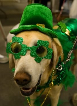 4_st_patrick_day_dog_glasses