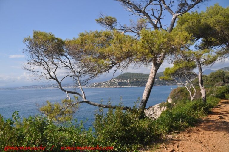 Alpes-Maritimes: une rue bientôt renommée "Brigitte Bardot" à Villeneuve-Loubet?