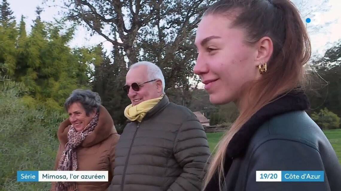 Le mimosa, cette fleur qui donne le sourire les premiers mois de l’année sur la Côte d’Azur Le mimosa, cette fleur qui donne le sourire les premiers mois de l’année sur la Côte d’Azur