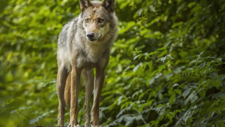 Où peut-on croiser des loups aujourd’hui en France ?  (Ouest-France)