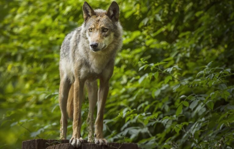 Où peut-on croiser des loups aujourd’hui en France ?  (Ouest-France)