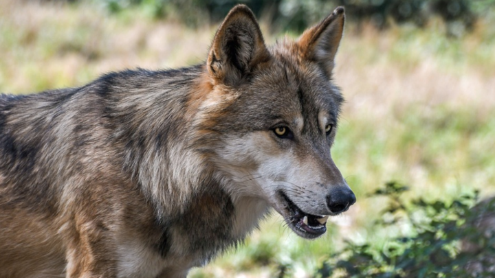 Un homme serait tombé nez à nez avec une meute de loups, première en France depuis plus de