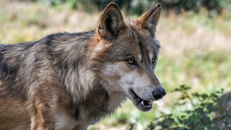 Un homme serait tombé nez à nez avec une meute de loups, première en France depuis plus de