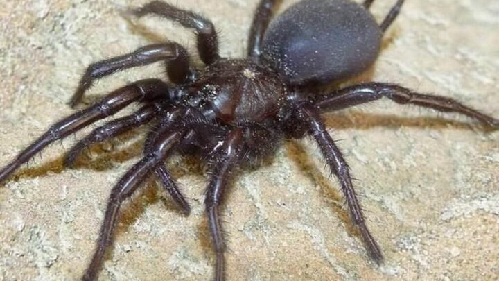 Une mygale entre dans son oreille et la pique, elle se rend en panique aux urgences
