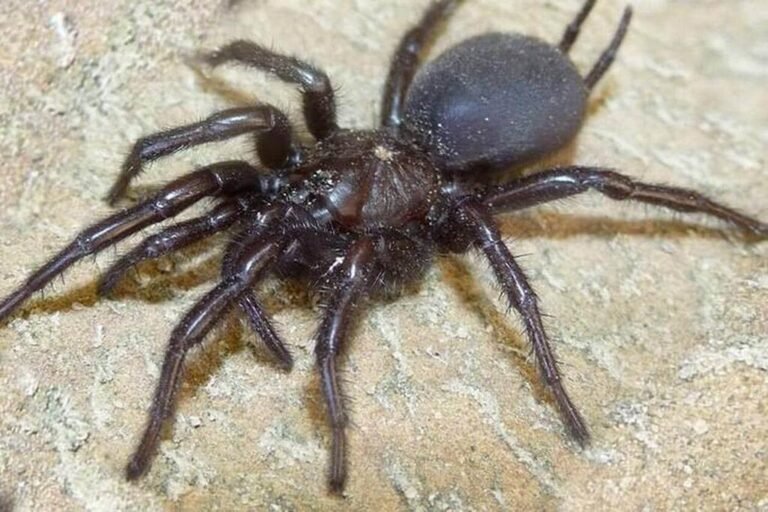 Une mygale entre dans son oreille et la pique, elle se rend en panique aux urgences