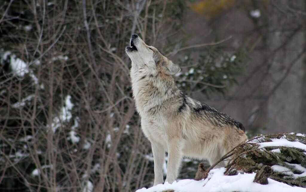 Un étrange visiteur sauvage : un loup capturé par un automobiliste près du centre-ville de Toulon Un étrange visiteur sauvage : un loup capturé par un automobiliste près du centre-ville de Toulon