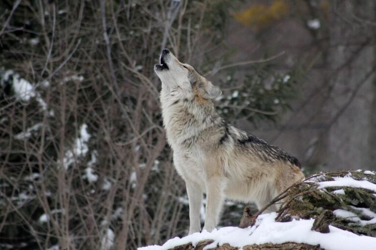 Un étrange visiteur sauvage : un loup capturé par un automobiliste près du centre-ville de Toulon
