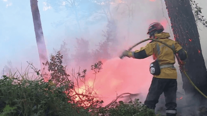 Alpes-Maritimes : Le bilan de l’incendie qui a ravagé 10 hectares de forêt