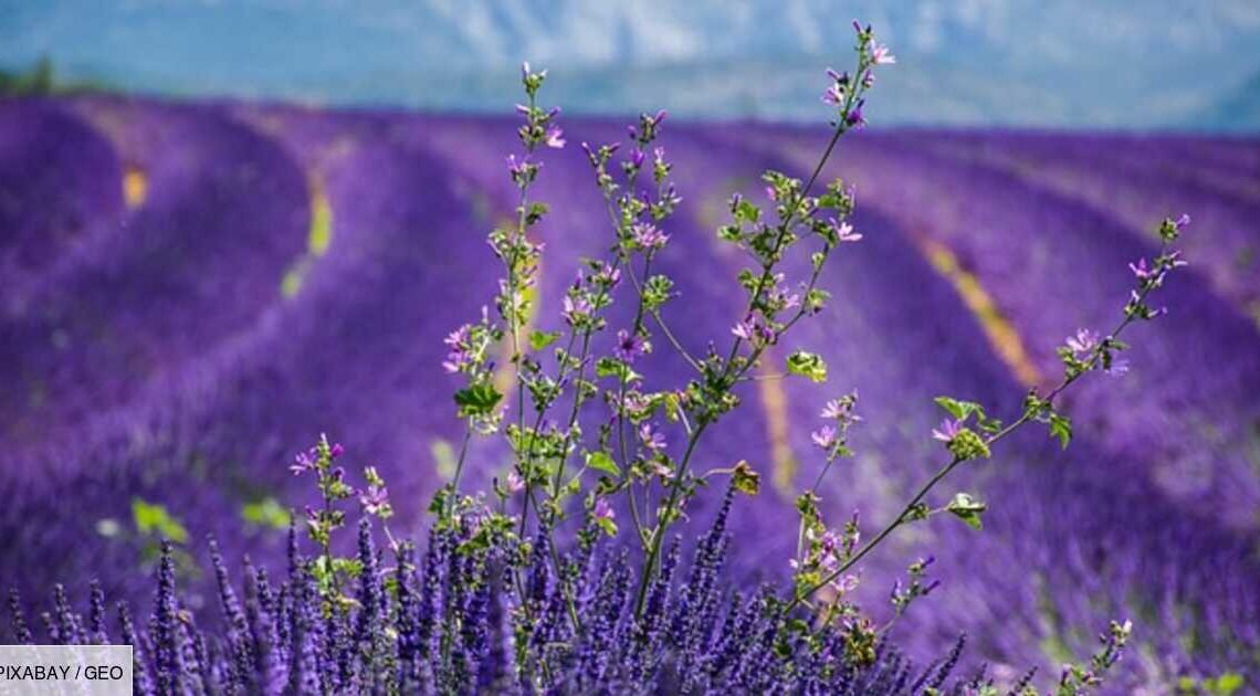 Découvrez la Provence sans dépenser un centime : liste des activités incontournables et gratuites. Découvrez la Provence sans dépenser un centime : liste des activités incontournables et gratuites.