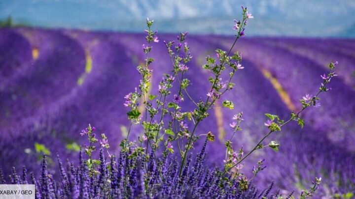 Découvrez la Provence sans dépenser un centime : liste des activités incontournables et gratuites.