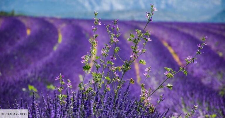 Découvrez la Provence sans dépenser un centime : liste des activités incontournables et gratuites.