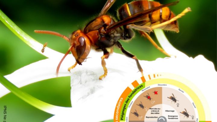 En 2023, le dispositif départemental de lutte contre le frelon asiatique est remis en action