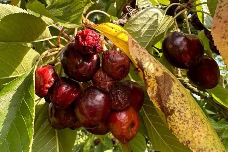 Crise dans la filière des cerisiers du Vaucluse suite à une attaque de mouches