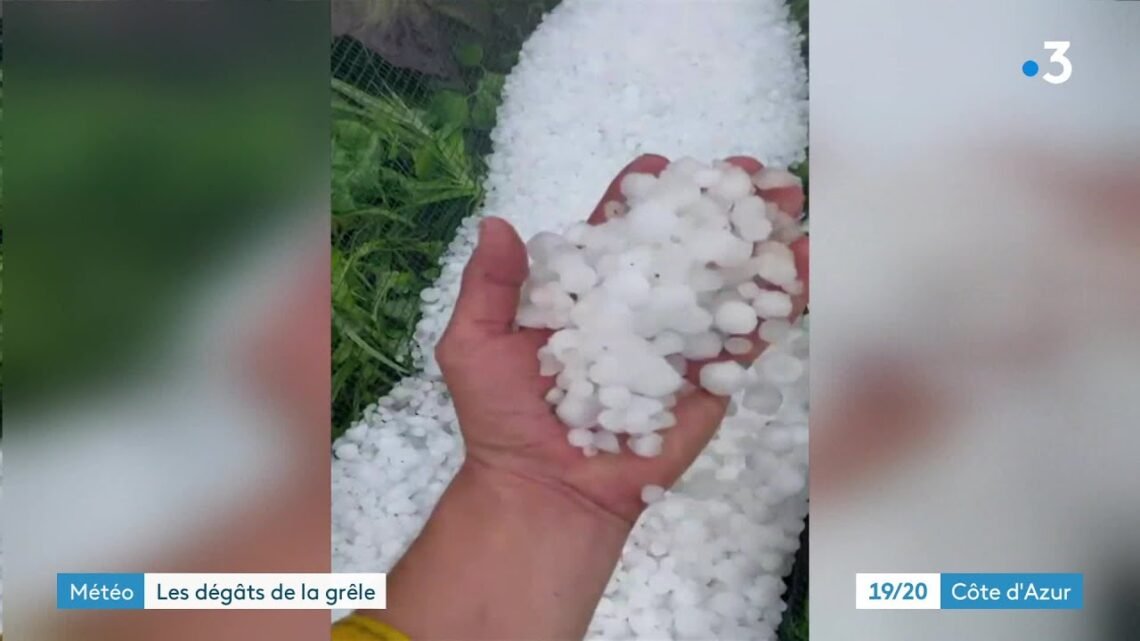 Importants dégâts chez les maraîchers de Grasse suite à un violent orage de grêle le jeudi 15 juin Importants dégâts chez les maraîchers de Grasse suite à un violent orage de grêle le jeudi 15 juin