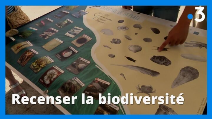 Planète Mer : observer et recenser la biodiversité à Marseille