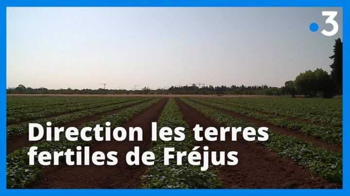 À Fréjus : les maraîchers et les viticulteurs luttent pour sauvegarder leurs professions