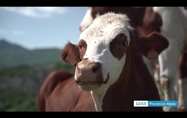 A la découverte des agriculteurs de demain à Destination Gap, dans les Hautes-Alpes