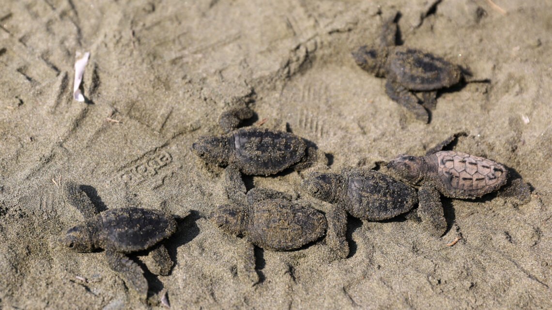 Éclosion prometteuse : des dizaines de bébés tortues Caouannes voient le jour sur une plage du Var, et le spectacle continue Éclosion prometteuse : des dizaines de bébés tortues Caouannes voient le jour sur une plage du Var, et le spectacle continue