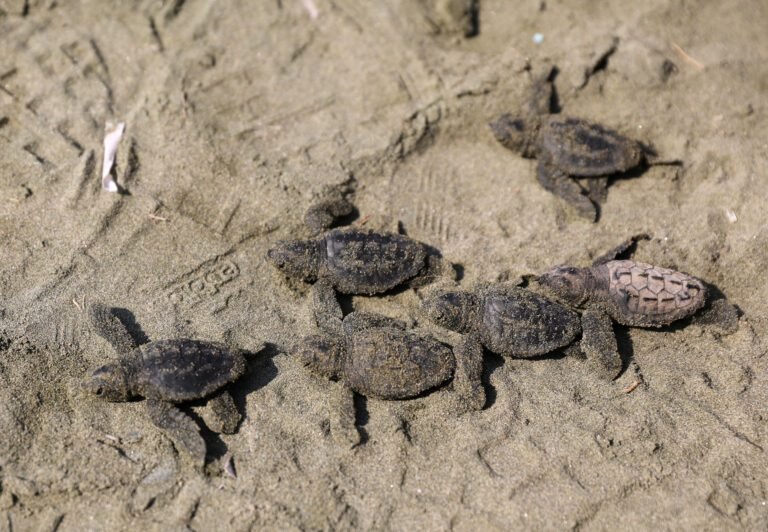 Éclosion prometteuse : des dizaines de bébés tortues Caouannes voient le jour sur une plage du Var, et le spectacle continue