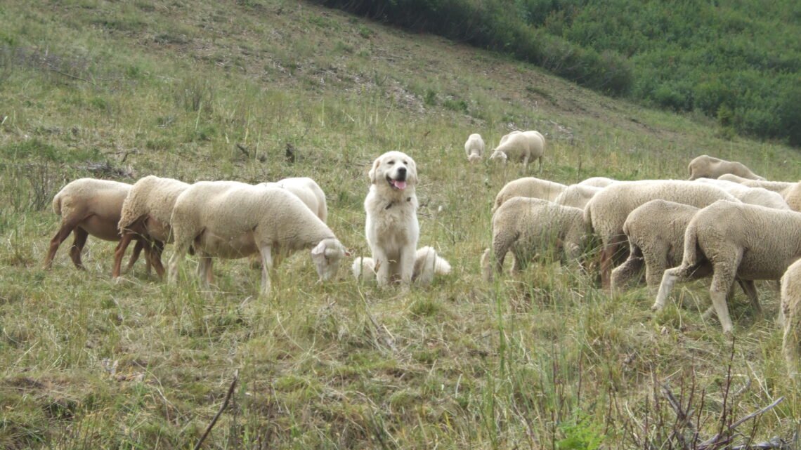 Gestion des chiens de troupeaux en montagne pour la prévention. Gestion des chiens de troupeaux en montagne pour la prévention.
