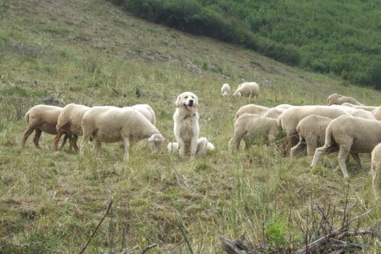 Gestion des chiens de troupeaux en montagne pour la prévention.