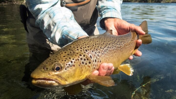 La pêche à la truite à Tende : une tradition estivale d’exception