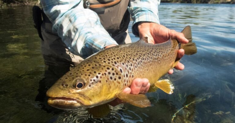 La pêche à la truite à Tende : une tradition estivale d&rsquo;exception