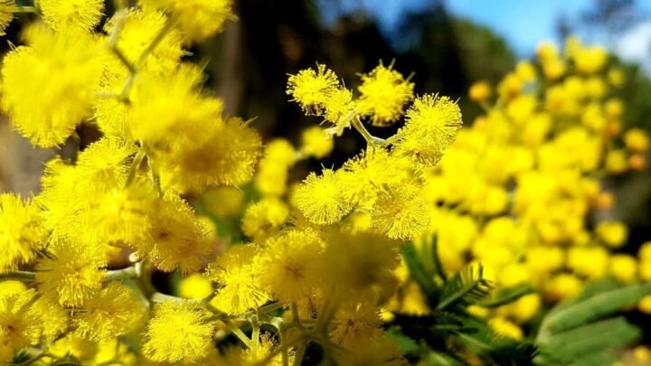 Le retard de la récolte du jasmin à Pégomas à cause de la sécheresse