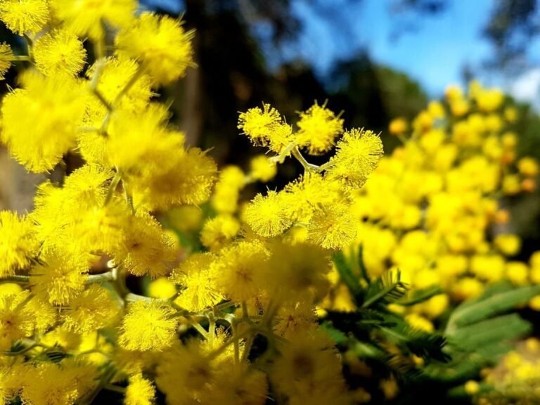Le retard de la récolte du jasmin à Pégomas à cause de la sécheresse