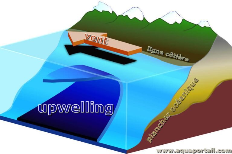 Les mystères de l&rsquo;upwelling : plongée dans les eaux rafraîchissantes à 13 °C