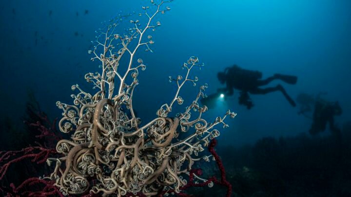 Plongée estivale : Découverte des profondeurs méditerranéennes