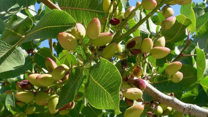 Relance de la culture de la pistache à La Bastidonne, dans le Vaucluse