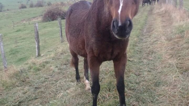 Révélation choquante : une jument maltraitée lors de la Fête du Cheval déclenche une plainte imminente
