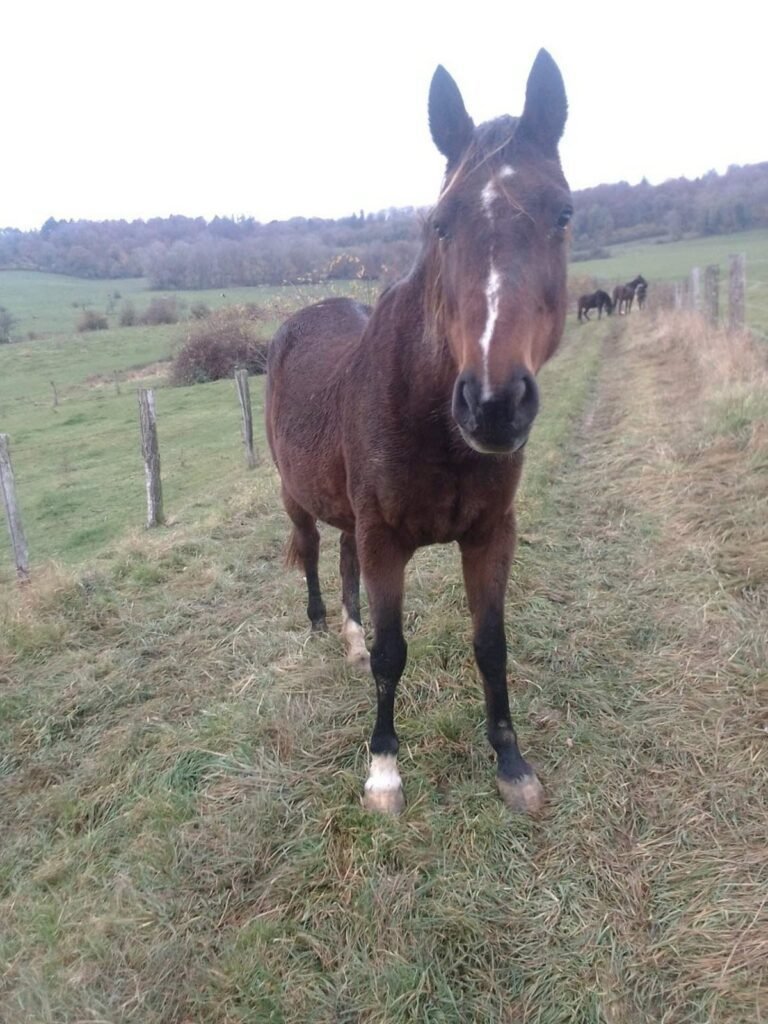 Révélation choquante : une jument maltraitée lors de la Fête du Cheval déclenche une plainte imminente