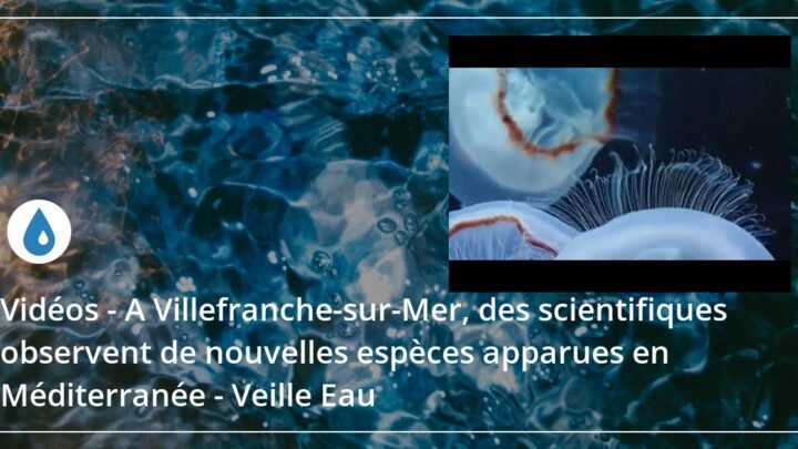 Des scientifiques à Villefranche-sur-Mer découvrent de nouvelles espèces émergentes en Méditerranée