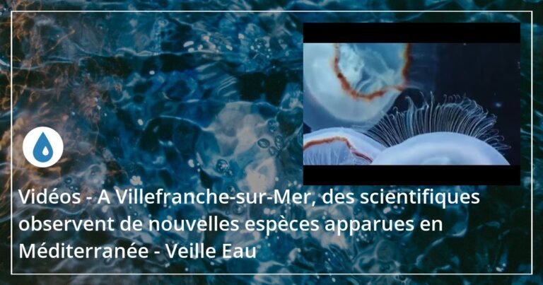 Des scientifiques à Villefranche-sur-Mer découvrent de nouvelles espèces émergentes en Méditerranée