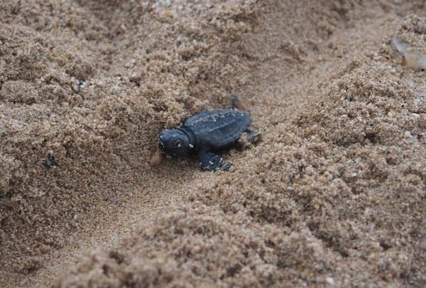 Explosion de vie marine à Fréjus et Saint-Cyr-sur-Mer : Plus de 120 petites tortues caouannes rejoignent l’océan
