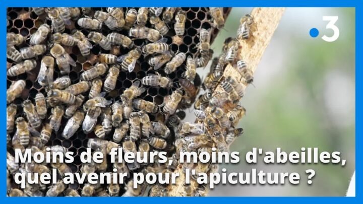 Impact du réchauffement climatique sur l’apiculture: un avenir incertain pour les fleurs et les abeilles