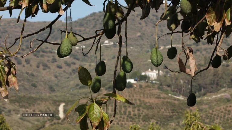 La sécheresse en Andalousie menace la production d’avocats méditerranéens en Espagne