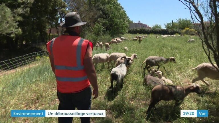 L&rsquo;écopastoralisme à La Roquebrussanne : une alternative durable pour le débroussaillage