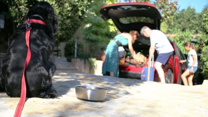 Les abandons d’animaux en augmentation, les refuges débordent presque de pensionnaires