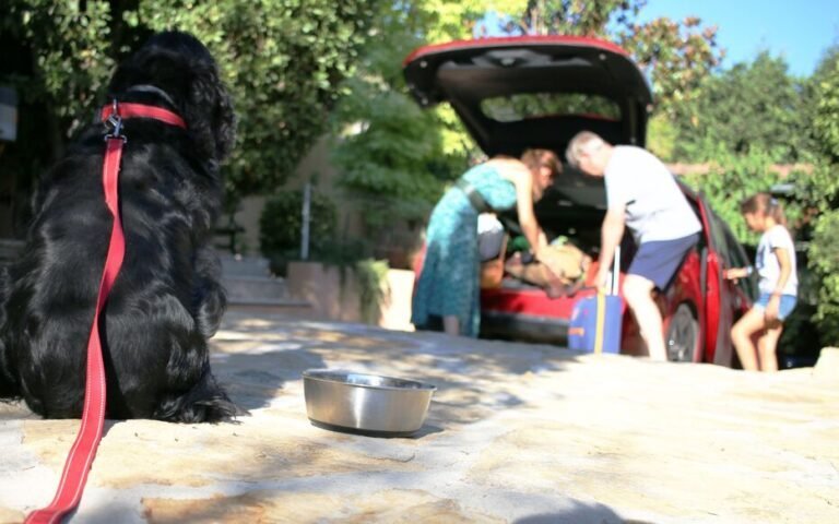 Les abandons d&rsquo;animaux en augmentation, les refuges débordent presque de pensionnaires