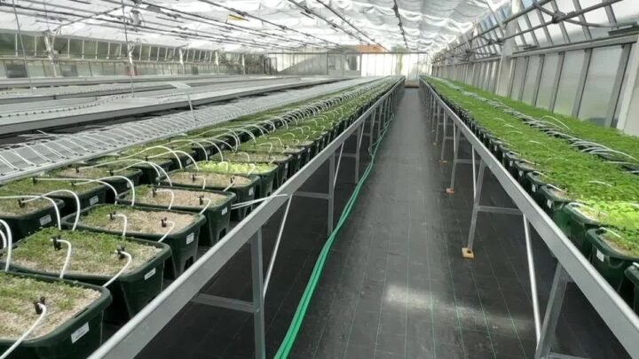 Les champignons, un allié pour les agriculteurs des Alpes-Maritimes dans la lutte contre la sécheresse