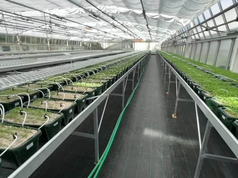 Les champignons, un allié pour les agriculteurs des Alpes-Maritimes dans la lutte contre la sécheresse