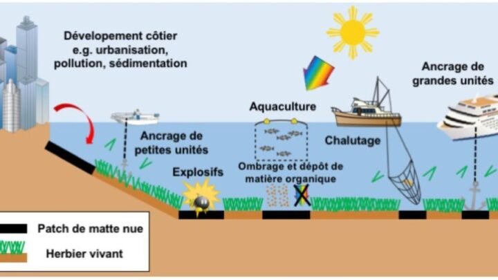 Les conséquences écologiques d’un capitaine de yacht: amende attendue pour la destruction des herbiers de posidonie
