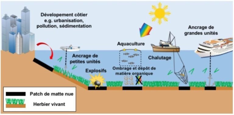 Les conséquences écologiques d&rsquo;un capitaine de yacht: amende attendue pour la destruction des herbiers de posidonie