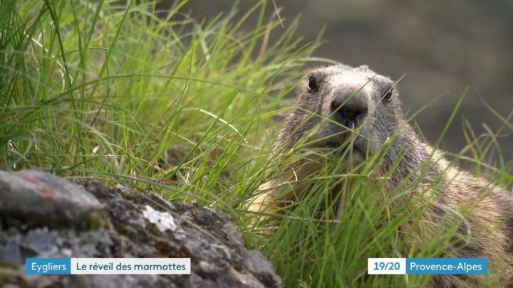 Réveil printanier des marmottes aux abords de la forteresse de Mont-Dauphin, dans les Hautes-Alpes